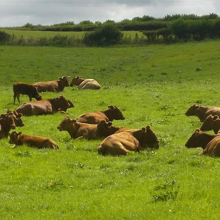 Priston Whidlecombe Farm Bed & Breakfast エクステリア 写真