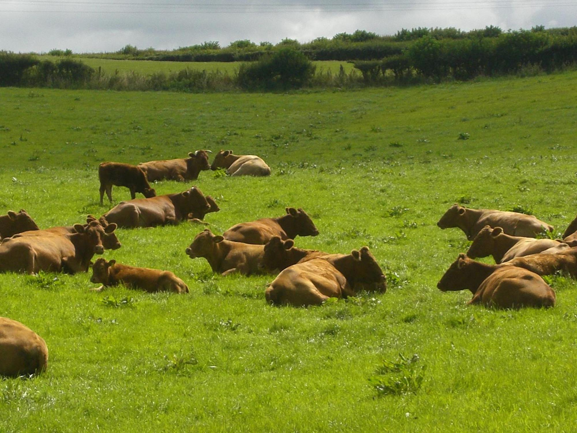 Priston Whidlecombe Farm Bed & Breakfast エクステリア 写真