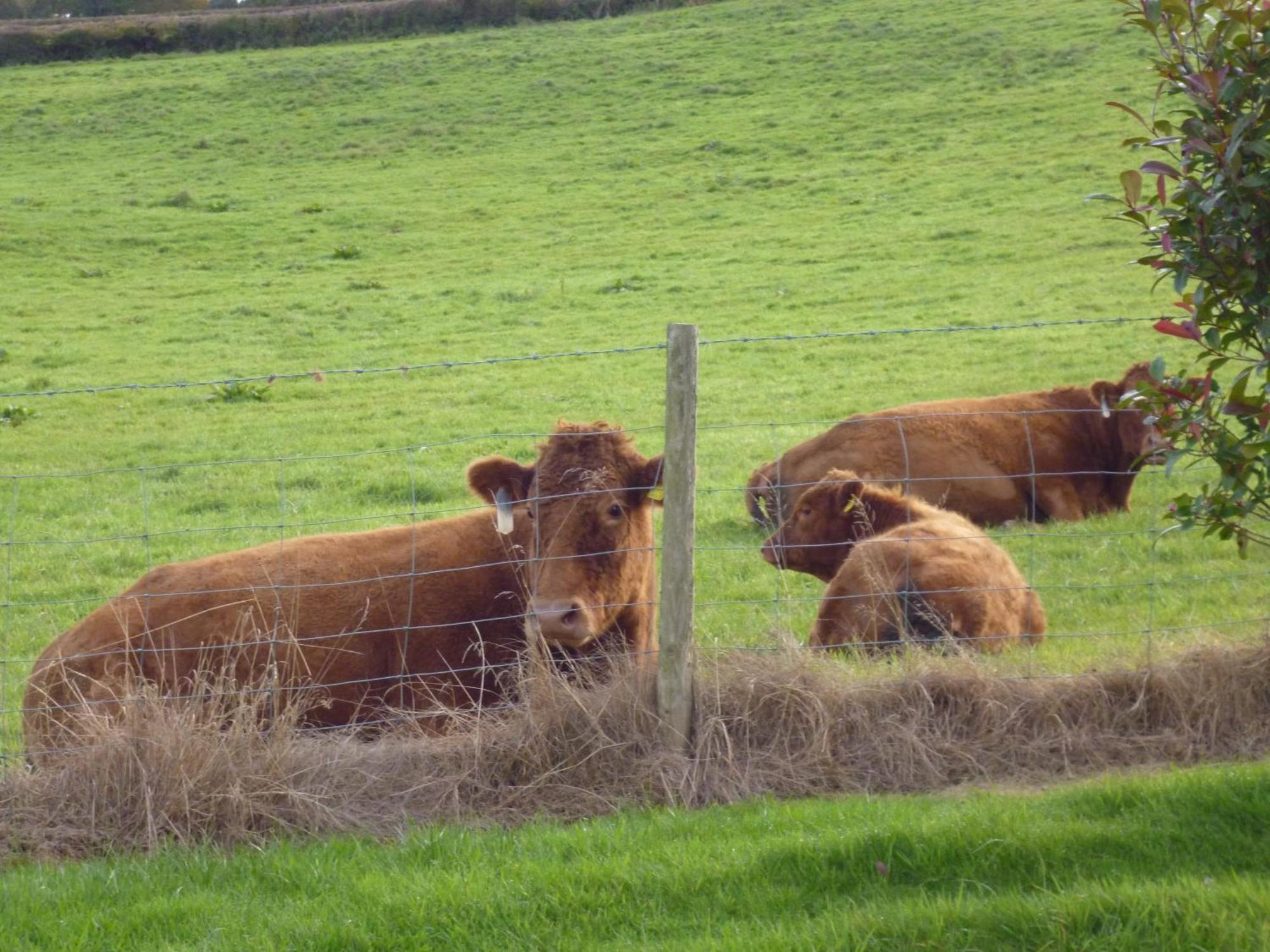 Priston Whidlecombe Farm Bed & Breakfast エクステリア 写真