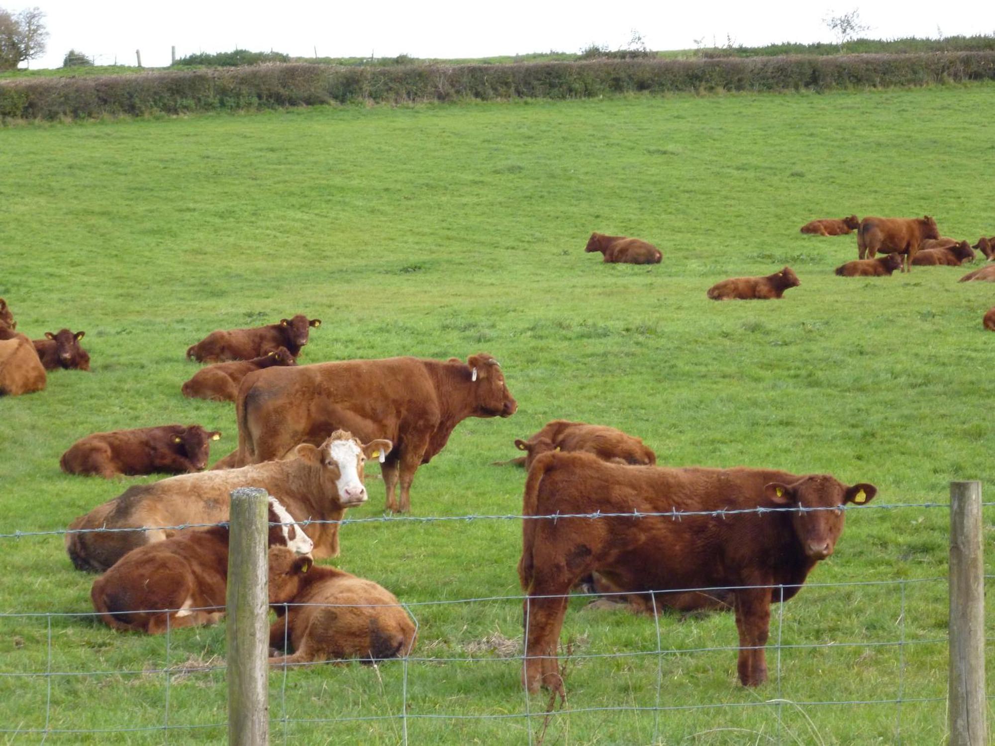 Priston Whidlecombe Farm Bed & Breakfast エクステリア 写真